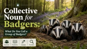 Collective Noun for Badgers: What Do You Call a Group of Badgers?