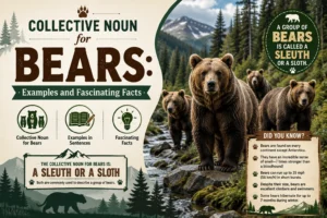 Collective Noun for Bears: Examples and Fascinating Facts