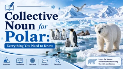 Collective Noun for Polar: Everything You Need to Know