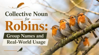 Collective Noun for Robins: Group Names and Real-World Usage