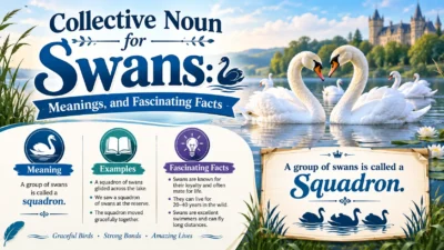 Collective Noun for Swans: Meanings, and Fascinating Facts