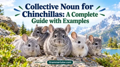 Collective Noun for Chinchillas: A Complete Guide with Examples