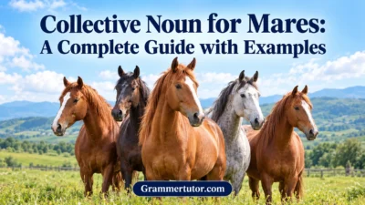 Collective Noun for Mares: A Complete Guide with Examples