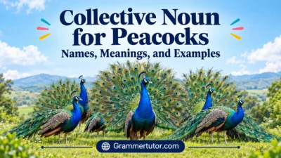 Collective Noun for Peacocks: Names, Meanings, and Examples