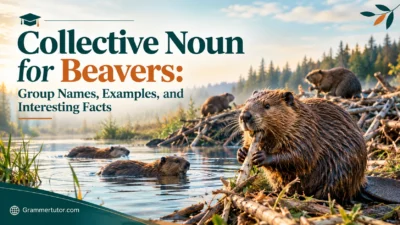 Collective Noun for Beavers: Group Names, Examples, and Interesting Facts