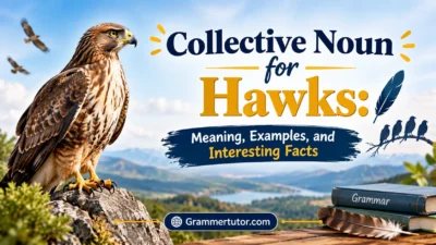 Collective Noun for Hawks: Meaning, Examples, and Interesting Facts