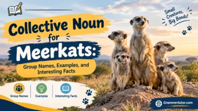 Collective Noun for Meerkats: Group Names, Examples, and Interesting Facts