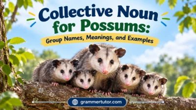 Collective Noun for Possums: Group Names, Meanings, and Examples