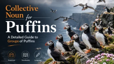 Collective Noun for Puffins: A Detailed Guide to Groups of Puffins