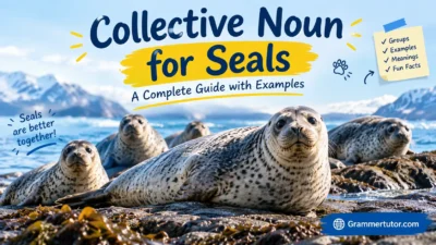 Collective Noun for Seals: A Complete Guide with Examples