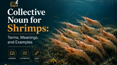 Collective Noun for Shrimps: Terms, Meanings, and Examples