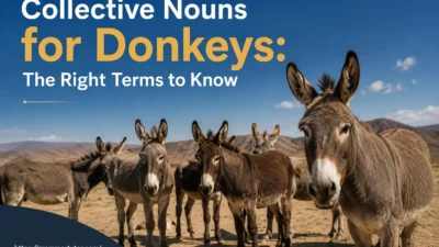 Collective Nouns for Donkeys: The Right Terms to Know