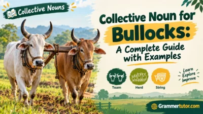 Collective Noun for Bullocks