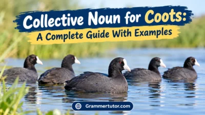 Collective Noun for Coots: A Complete Guide With Examples