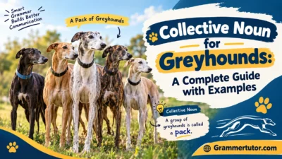Collective Noun for Greyhounds: A Complete Guide with Examples