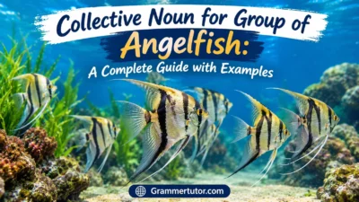 Collective Noun for Group of Angelfish: A Complete Guide with Examples