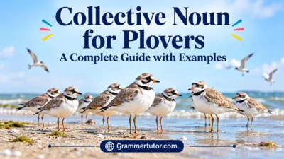 Collective Noun for Plovers: A Complete Guide with Examples