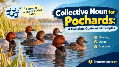 Collective Noun for Pochards: A Complete Guide with Examples