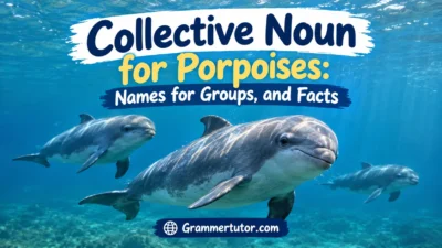 Collective Noun for Porpoises: Names for Groups, and Facts