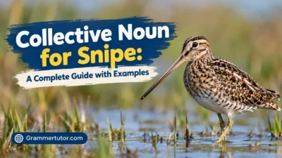 Collective Noun for Snipe: A Complete Guide with Examples