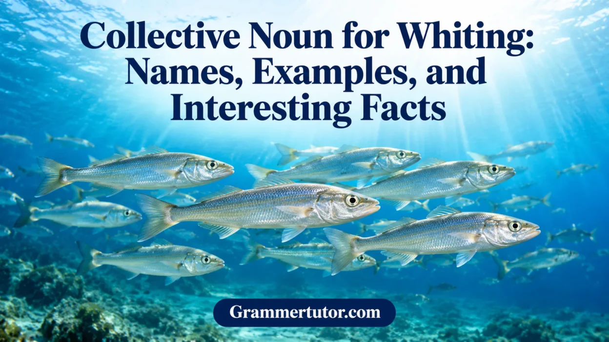 Collective Noun for Whiting: Names, Examples, and Interesting Facts