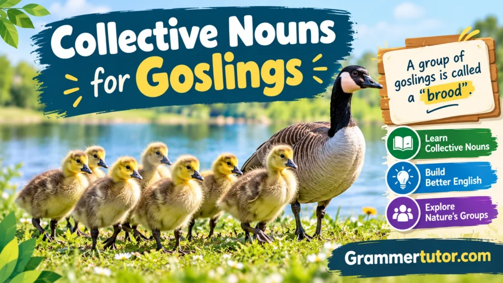 Collective Nouns for Goslings