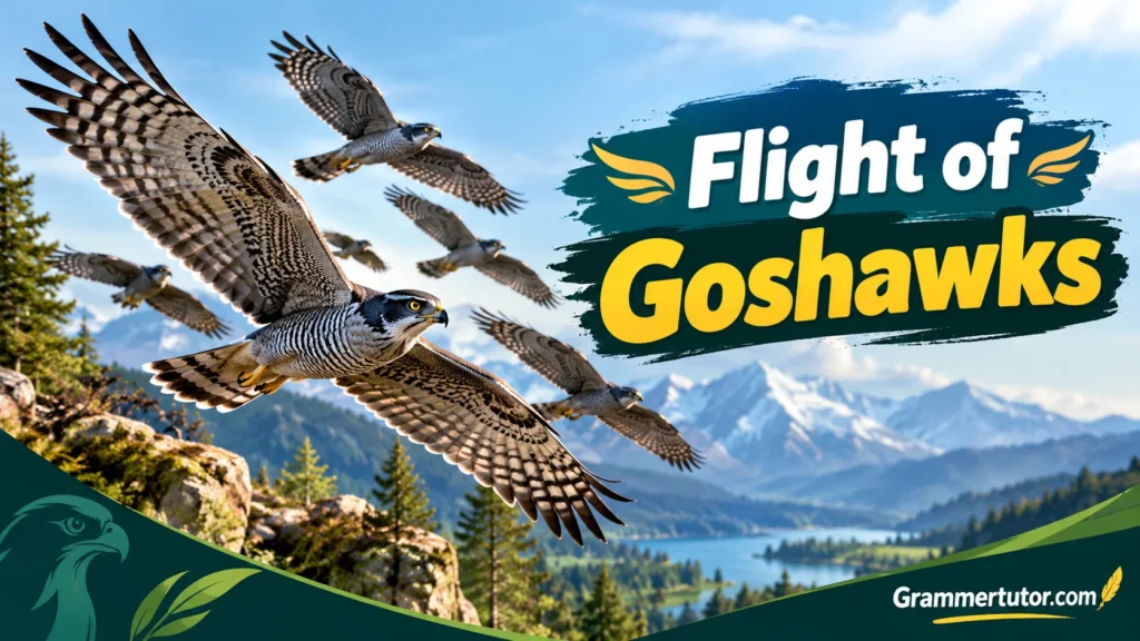 Flight of Goshawks