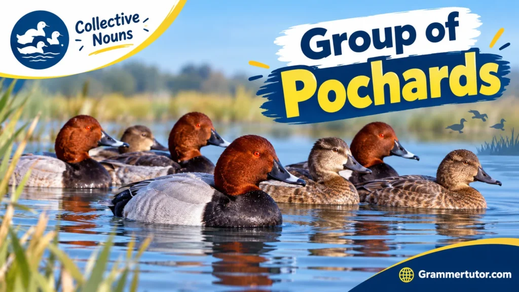Group of Pochards