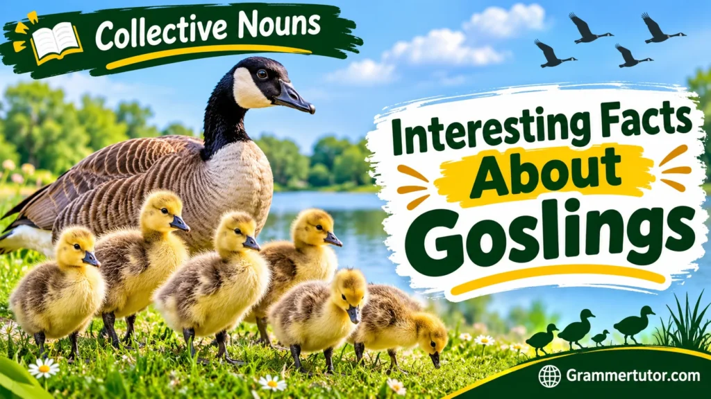 Interesting Facts About Goslings