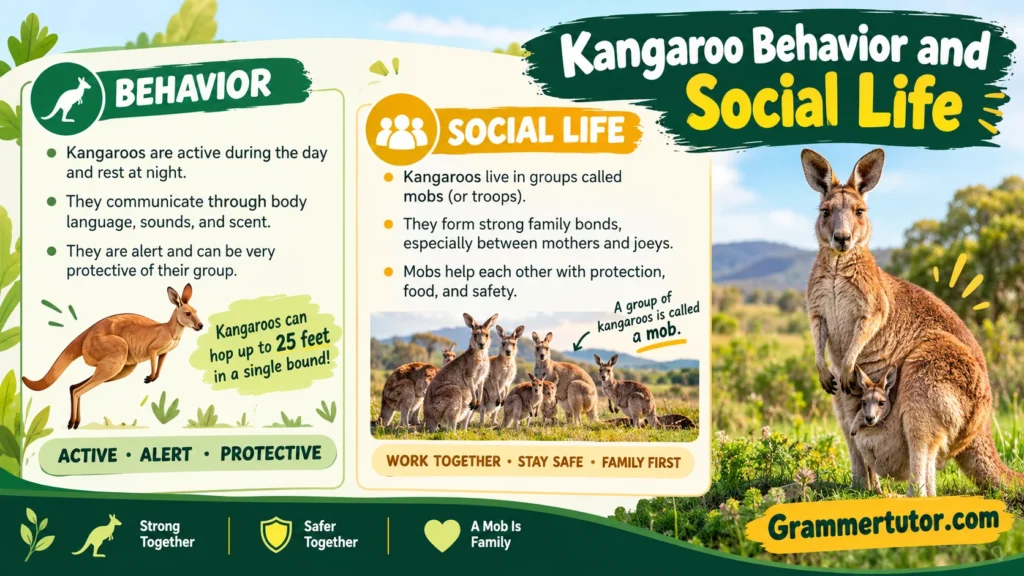 Kangaroo Behavior and Social Life