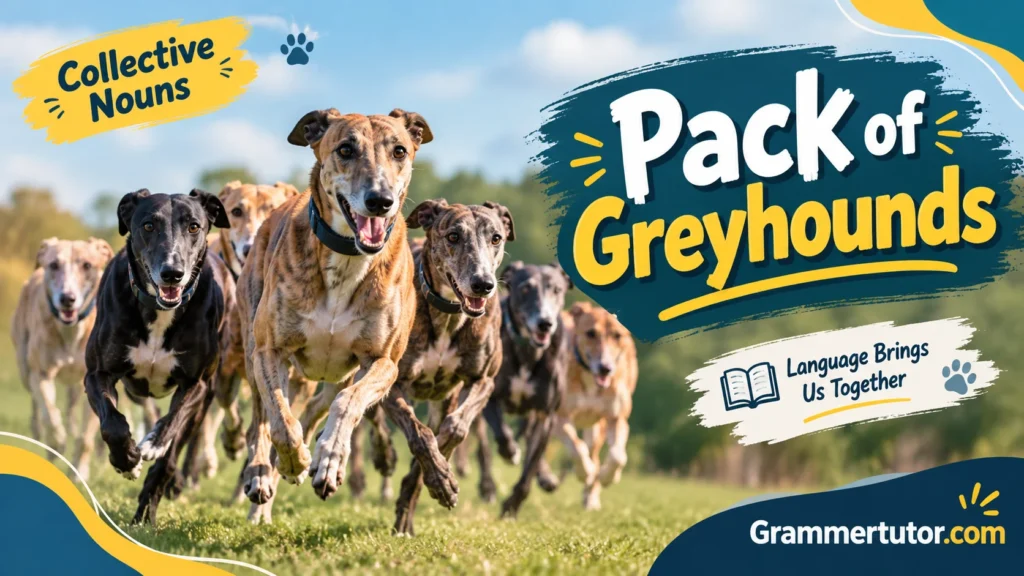 Pack of Greyhounds