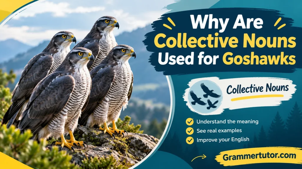 Why Are Collective Nouns Used for Goshawks?