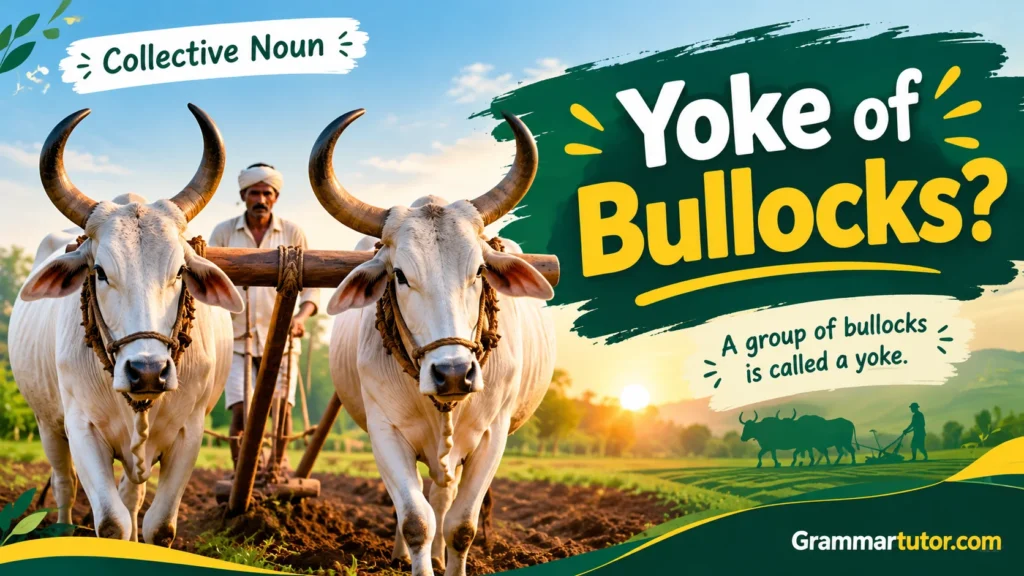 Yoke of Bullocks