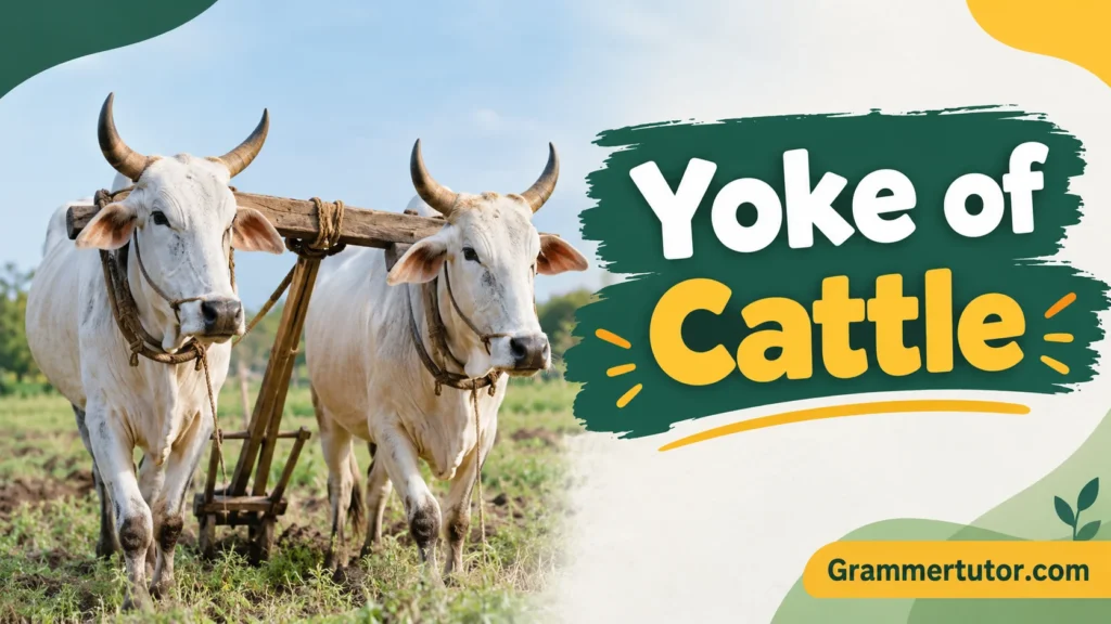 Yoke of Cattle